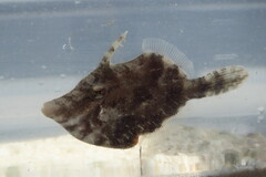 Monacanthus ciliatus