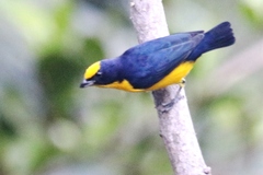 Euphonia laniirostris