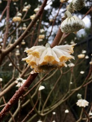 Edgeworthia