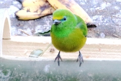 Chlorophonia cyanea