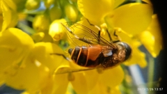 Eristalis bogotensis