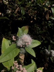 Ageratina glabrata