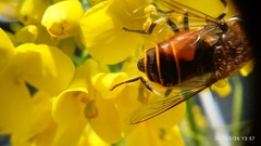 Eristalis bogotensis