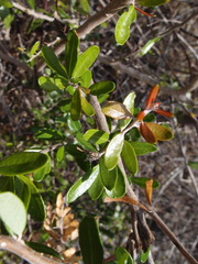 Castela galapageia