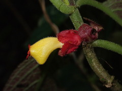 Drymonia teuscheri