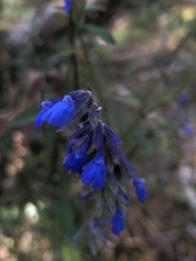 Salvia laevis