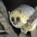 Dwarf and Mouse Lemurs - Photo (c) mschneider, some rights reserved (CC BY-NC)