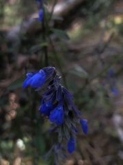 Salvia laevis