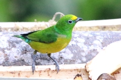 Chlorophonia cyanea