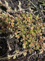 Selaginella cinerascens