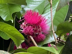 Syzygium malaccense