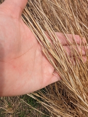 Sporobolus michauxianus