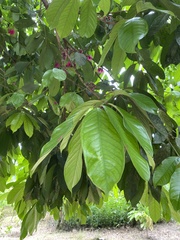 Syzygium malaccense