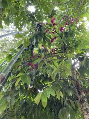 Syzygium malaccense