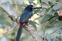 Pteroglossus torquatus