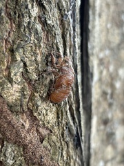 Chremistica ochracea