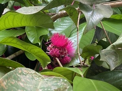 Syzygium malaccense