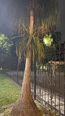 Beaucarnea