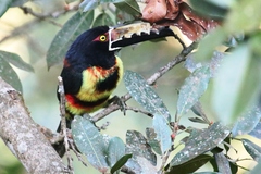 Pteroglossus torquatus