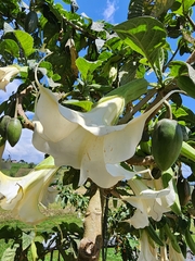 Brugmansia arborea