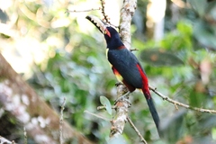 Pteroglossus torquatus