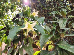 Brugmansia arborea