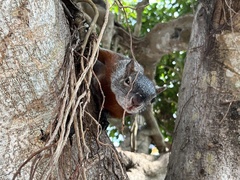 Sciurus aureogaster