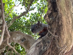 Sciurus aureogaster