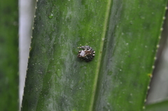 Guibemantis