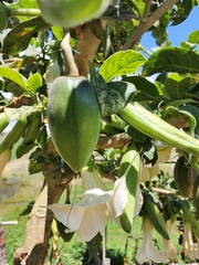 Brugmansia arborea
