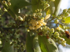 Chiococca alba