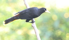 Psarocolius decumanus