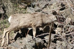 Odocoileus hemionus hemionus