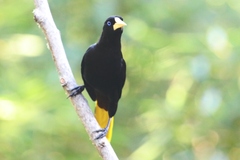 Psarocolius decumanus