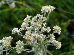 Pseudognaphalium biolettii