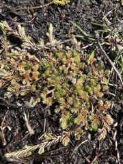 Selaginella cinerascens