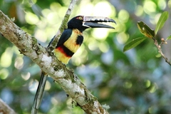 Pteroglossus torquatus