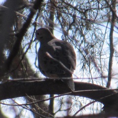 Zenaida macroura carolinensis