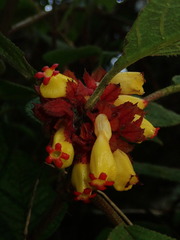 Drymonia teuscheri