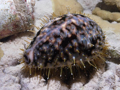 Cypraea tigris