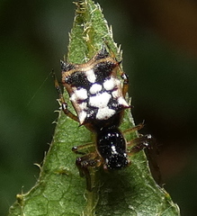 Micrathena picta