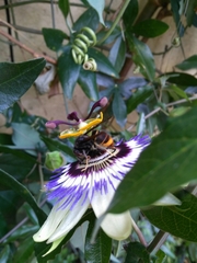 Vespa velutina