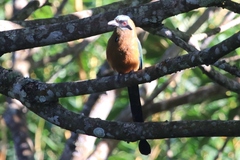 Momotus subrufescens