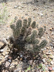 Echinocereus engelmannii engelmannii