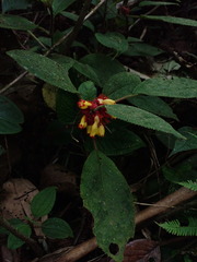 Drymonia teuscheri
