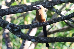 Momotus subrufescens
