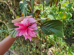 Justicia carnea