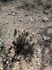 Echinocereus engelmannii engelmannii
