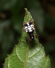 Micrathena picta