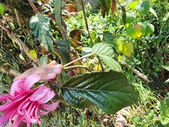 Justicia carnea